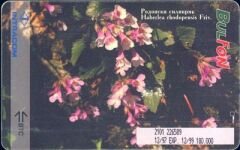 Haberlea  rhodopensis Friv