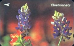 Bluebonnets