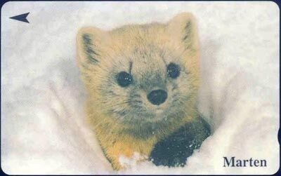 Marten