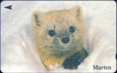 Marten