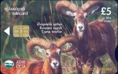 Cyprus mouflon