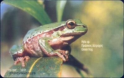 Green frog