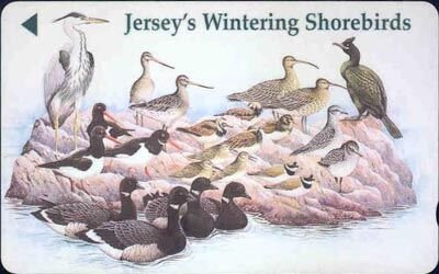 Jersey s Wintering Shorebirds